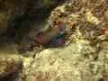 foto de buceo