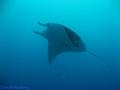 foto de buceo