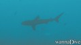 foto de buceo