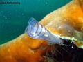foto de buceo