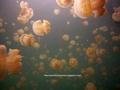 foto de buceo