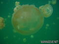 foto de buceo