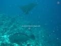 foto de buceo