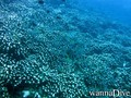 foto de buceo