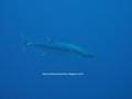 foto de buceo