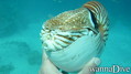 foto de buceo