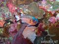 foto de buceo