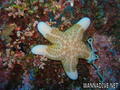 foto de buceo