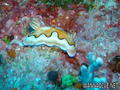 foto de buceo