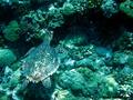 foto de buceo