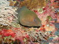 foto de buceo