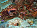 foto de buceo