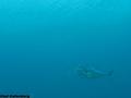foto de buceo