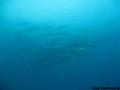 foto de buceo