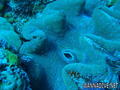 foto de buceo