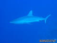 foto de buceo