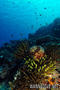 foto de buceo