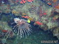 foto de buceo