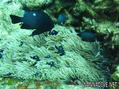 foto de buceo
