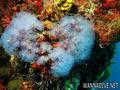 foto de buceo