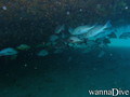 foto de buceo