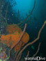 foto de buceo