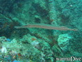 foto de buceo