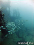 foto de buceo