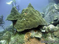 foto de buceo