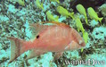 foto de buceo
