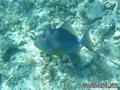 foto de buceo