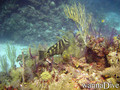 foto de buceo
