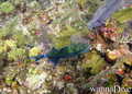 foto de buceo