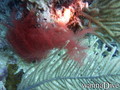 foto de buceo