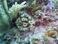 foto de buceo