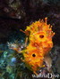 foto de buceo