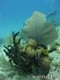 foto de buceo