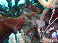 foto de buceo