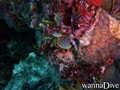 foto de buceo