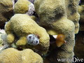foto de buceo