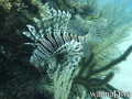foto de buceo