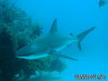 foto de buceo