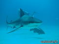 foto de buceo