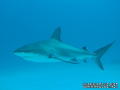 foto de buceo