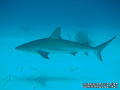 foto de buceo