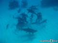 foto de buceo