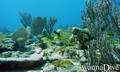 foto de buceo