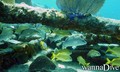 foto de buceo
