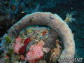 foto de buceo