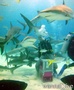 foto de buceo